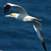 Northern Gannet