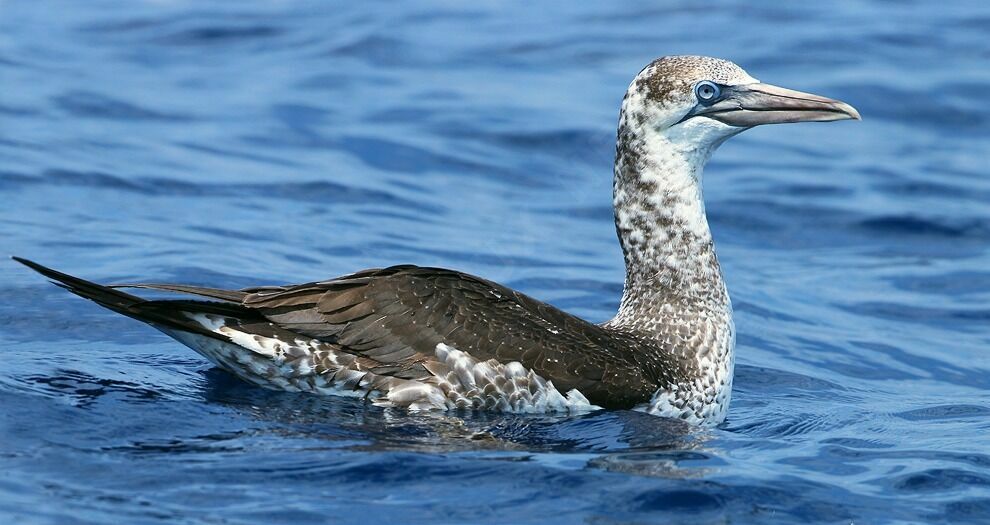 Northern Gannet