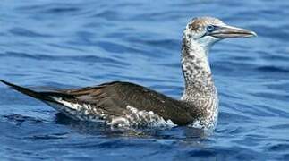 Northern Gannet