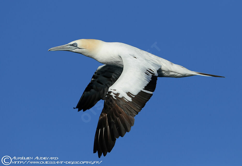 Northern Gannet