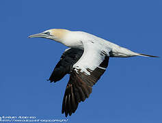 Northern Gannet