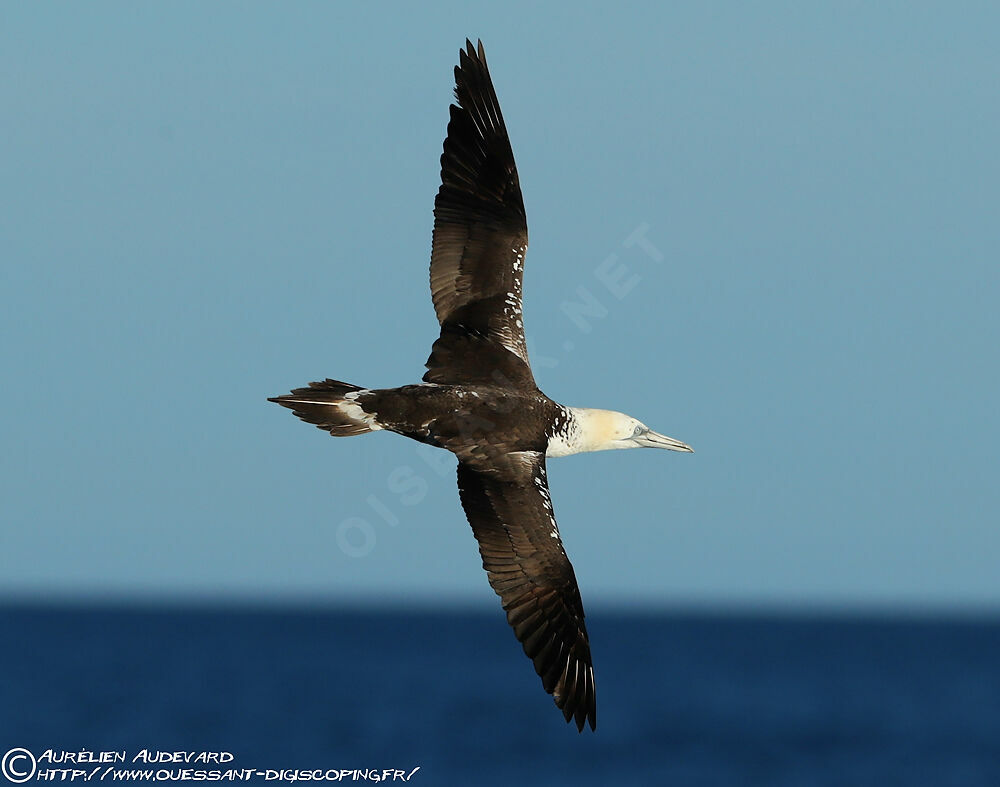 Northern Gannet