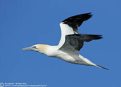 Northern Gannet