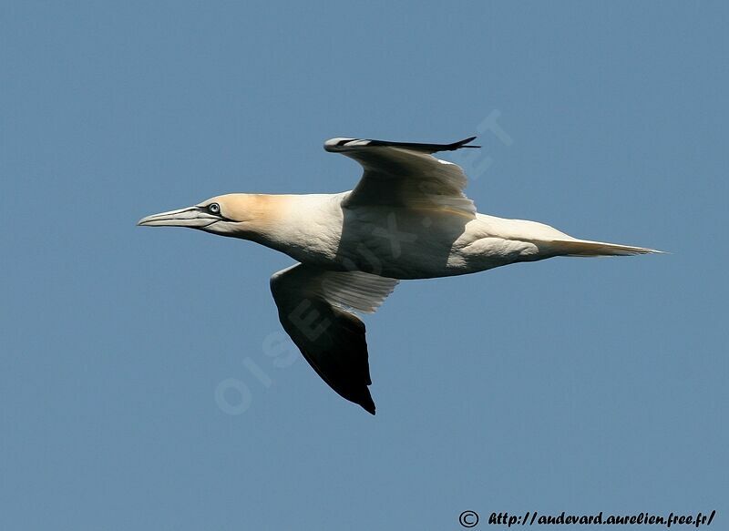 Northern Gannet