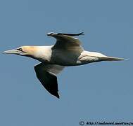 Northern Gannet