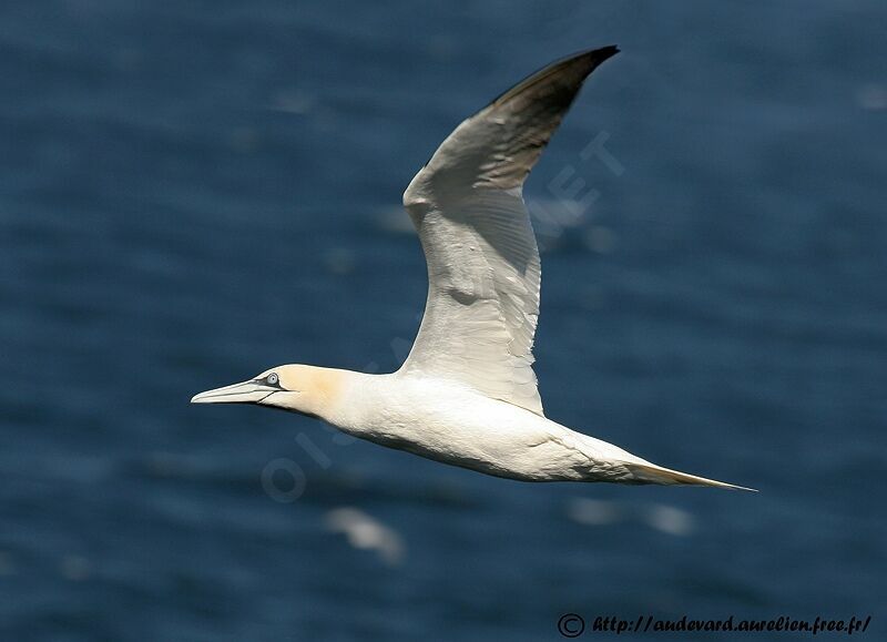 Northern Gannet