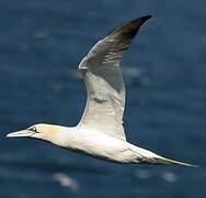 Northern Gannet