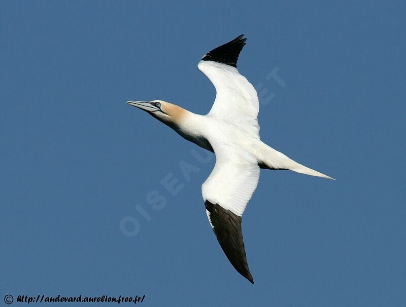 Northern Gannetadult breeding