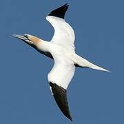 Northern Gannet