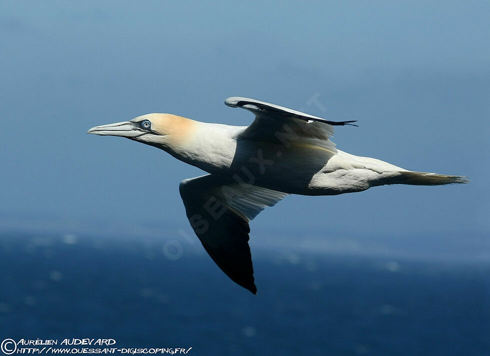 Northern Gannet