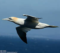 Northern Gannet