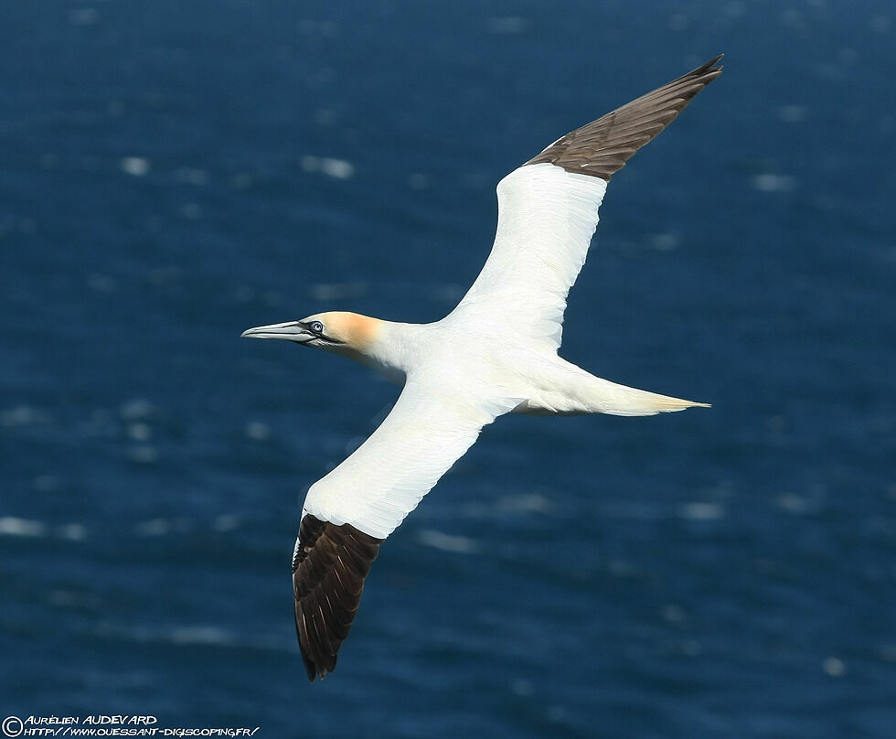 Northern Gannet