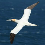 Northern Gannet