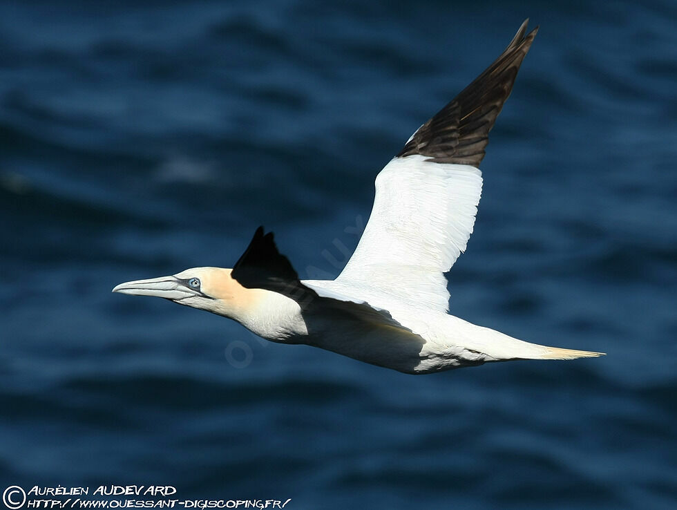 Northern Gannet