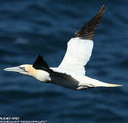 Northern Gannet