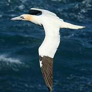 Northern Gannet