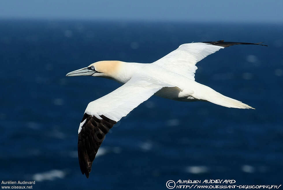 Northern Gannetadult, identification