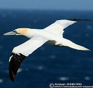 Northern Gannet