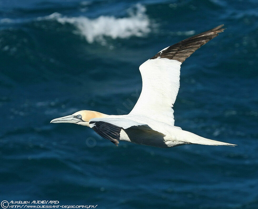 Northern Gannet