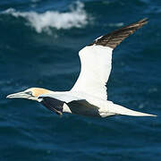 Northern Gannet