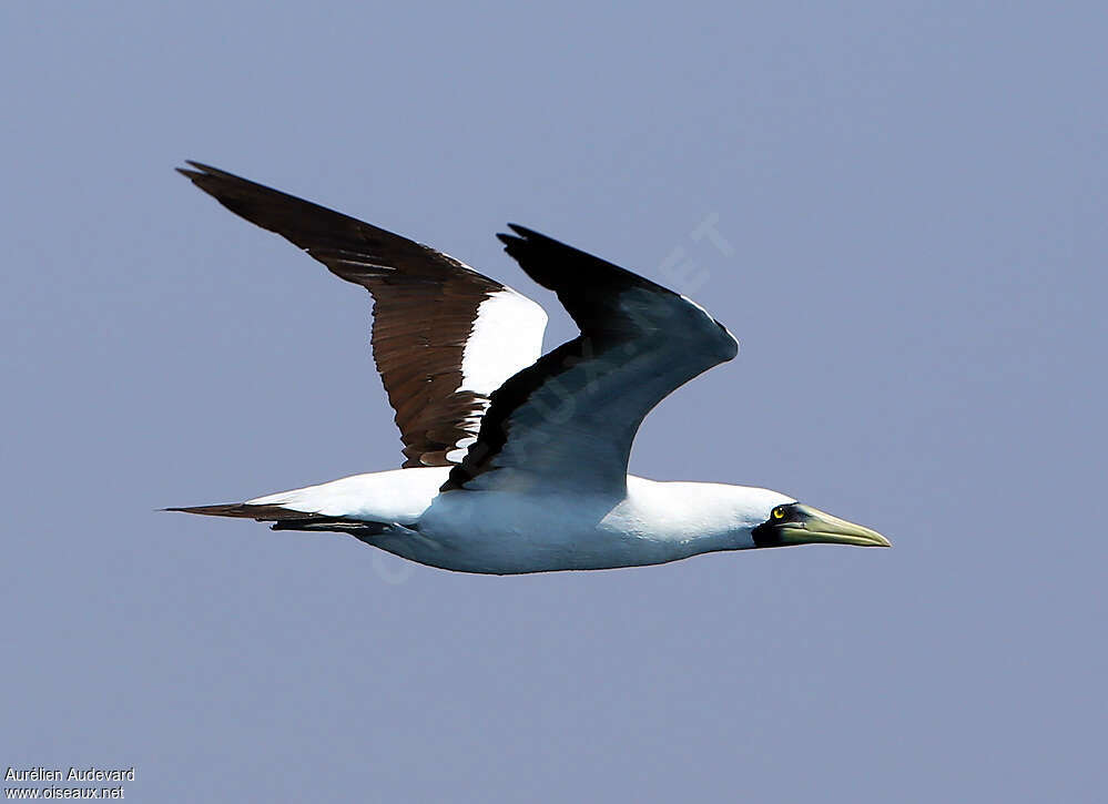 Masked Boobyadult, Flight