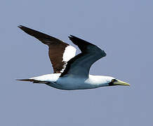 Masked Booby