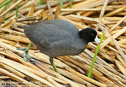 American Coot