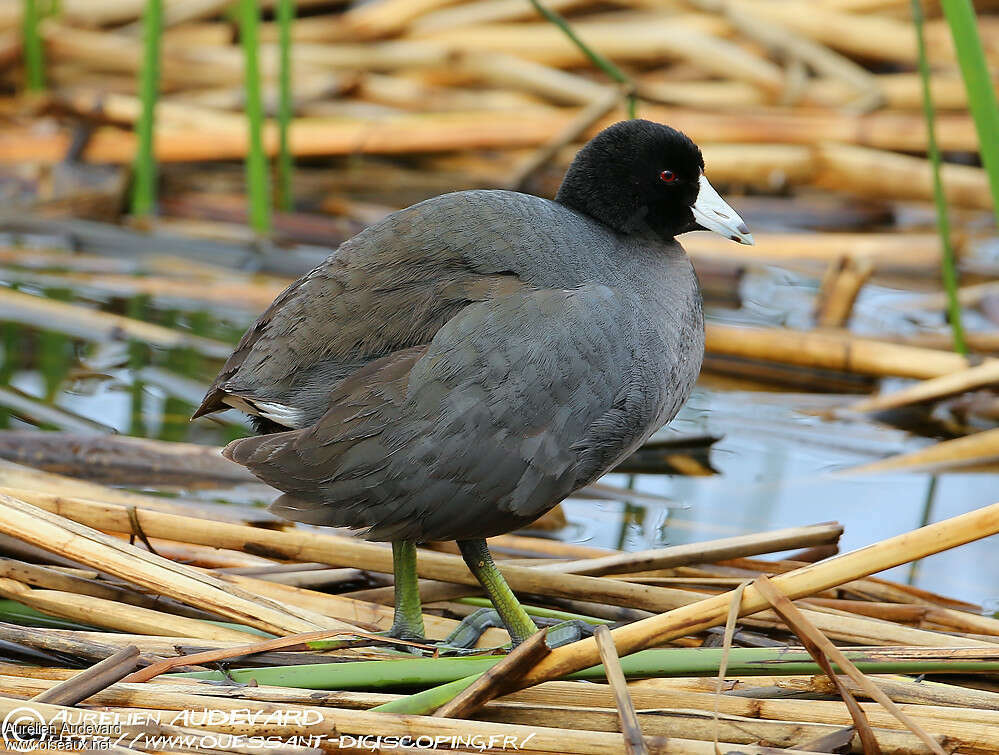 Foulque d'Amériqueadulte, identification