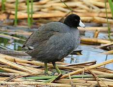 American Coot