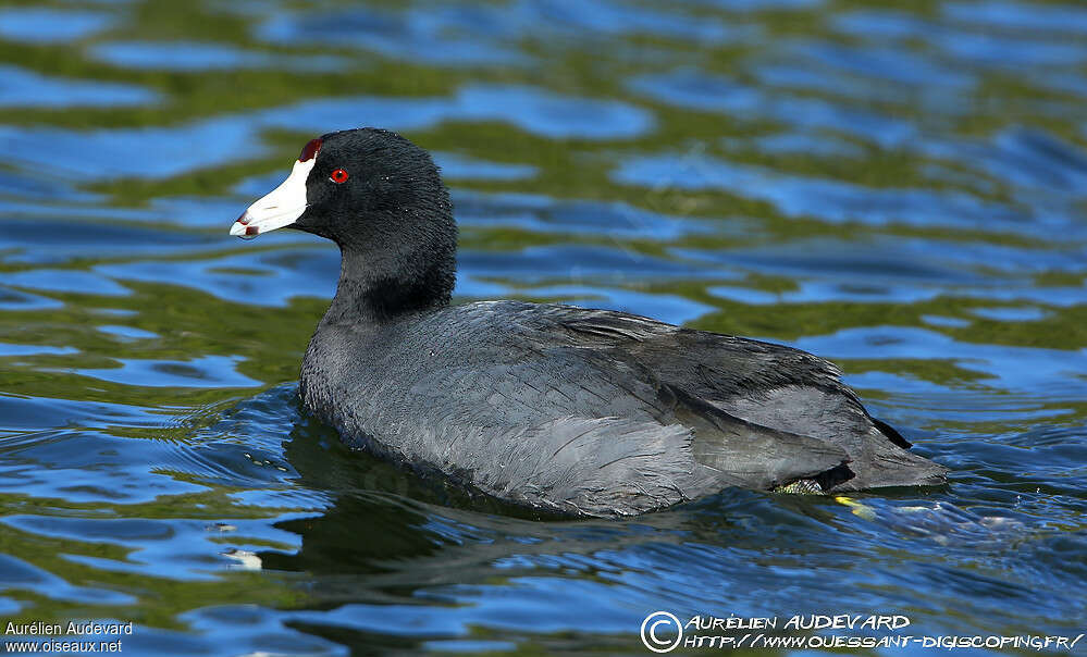 American Cootadult, pigmentation, swimming