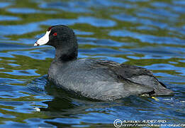 American Coot