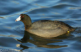 American Coot