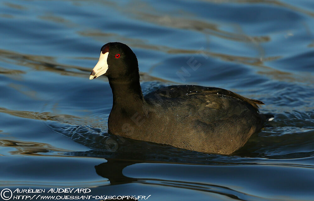 American Coot