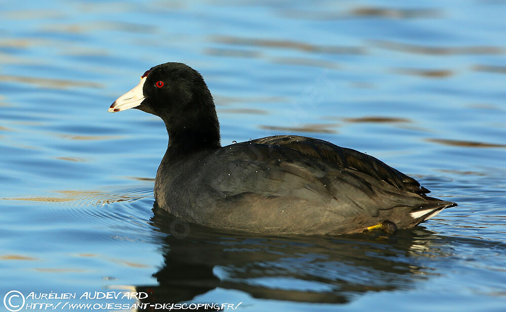 American Coot, identification