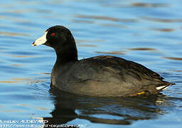 American Coot