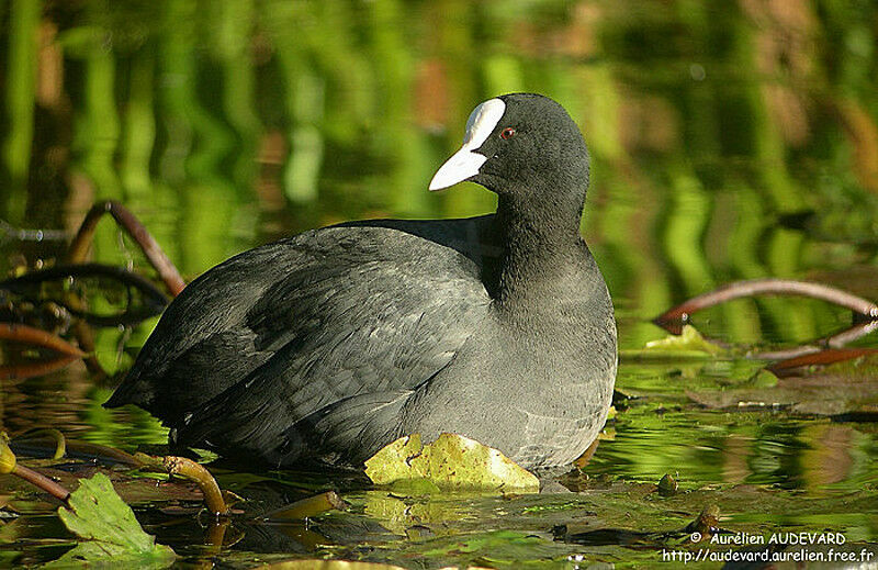 Eurasian Coot