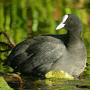 Eurasian Coot