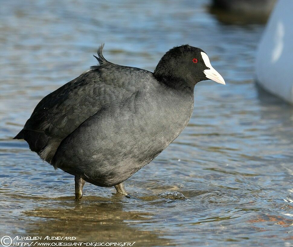 Eurasian Coot