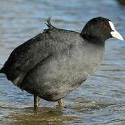 Eurasian Coot