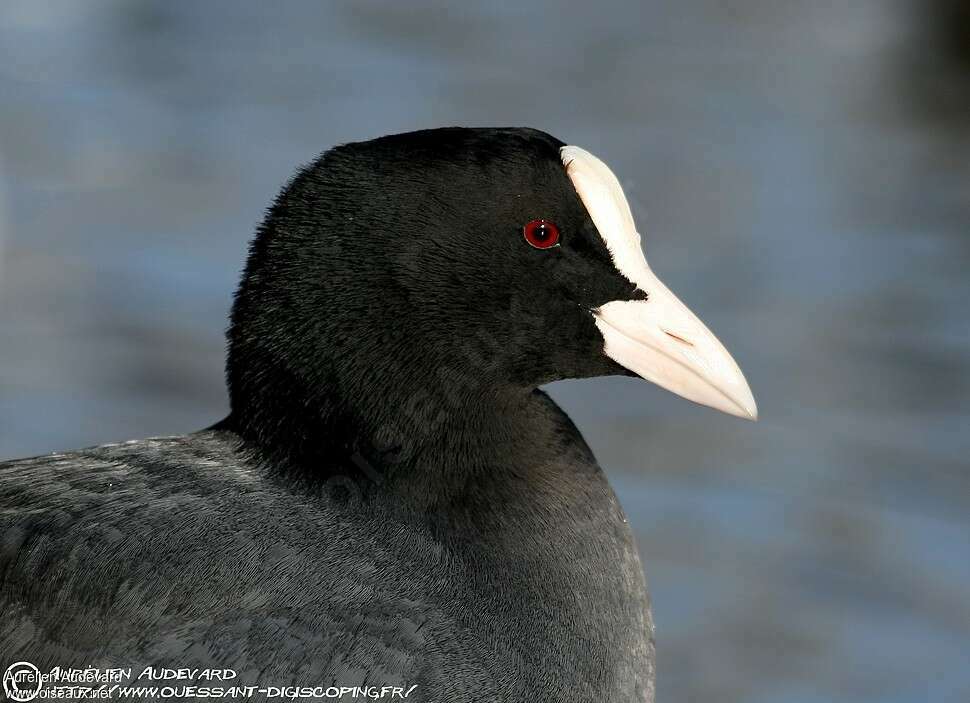 Foulque macrouleadulte, portrait