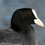 Foulque macroule
