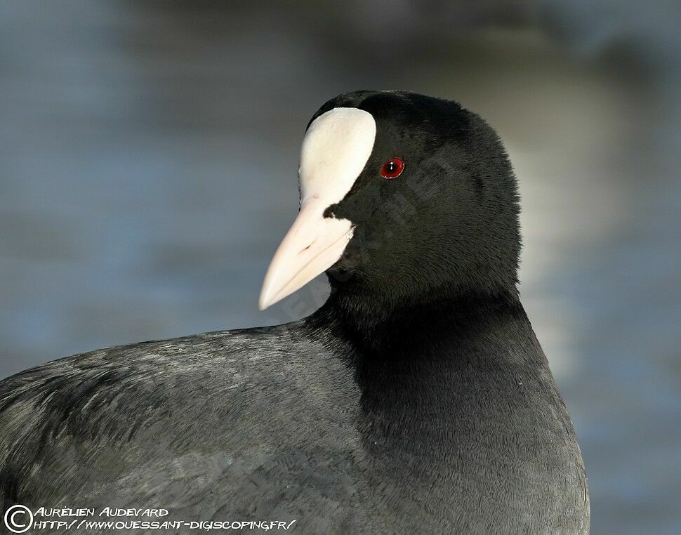 Eurasian Coot