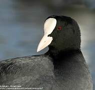 Eurasian Coot