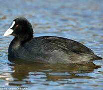 Eurasian Coot