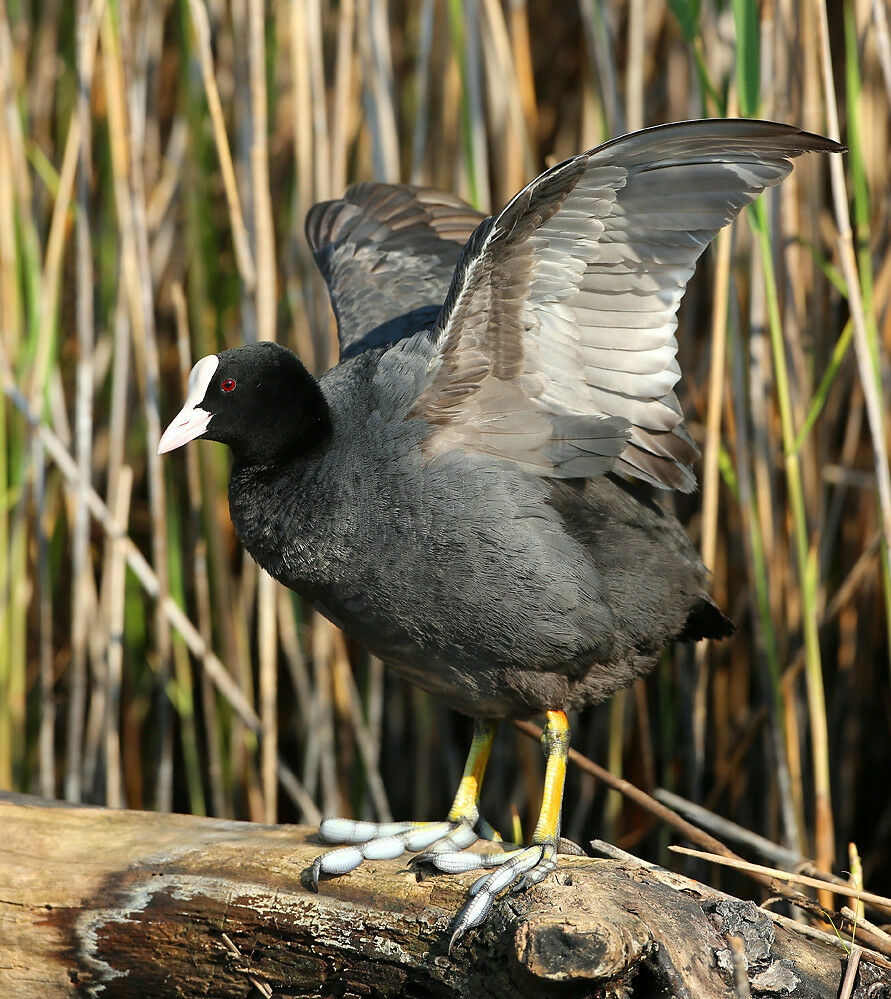 Eurasian Cootadult breeding