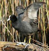 Eurasian Coot