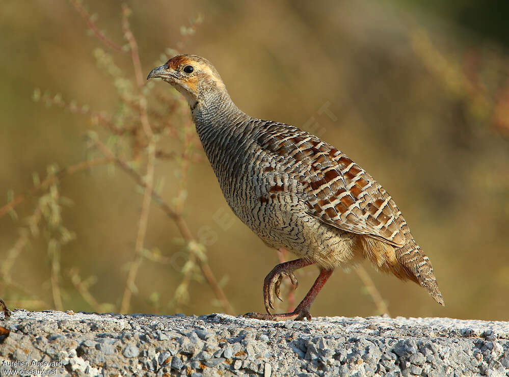 Francolin grisadulte internuptial, identification