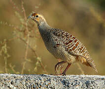 Grey Francolin