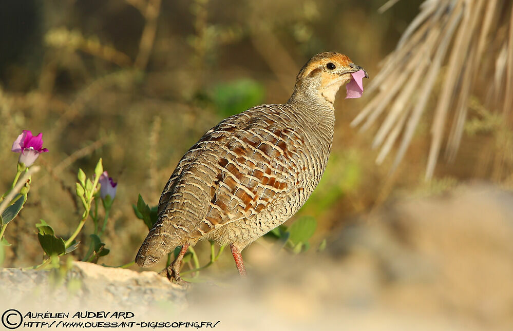 Grey Francolin