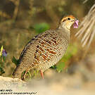 Francolin gris